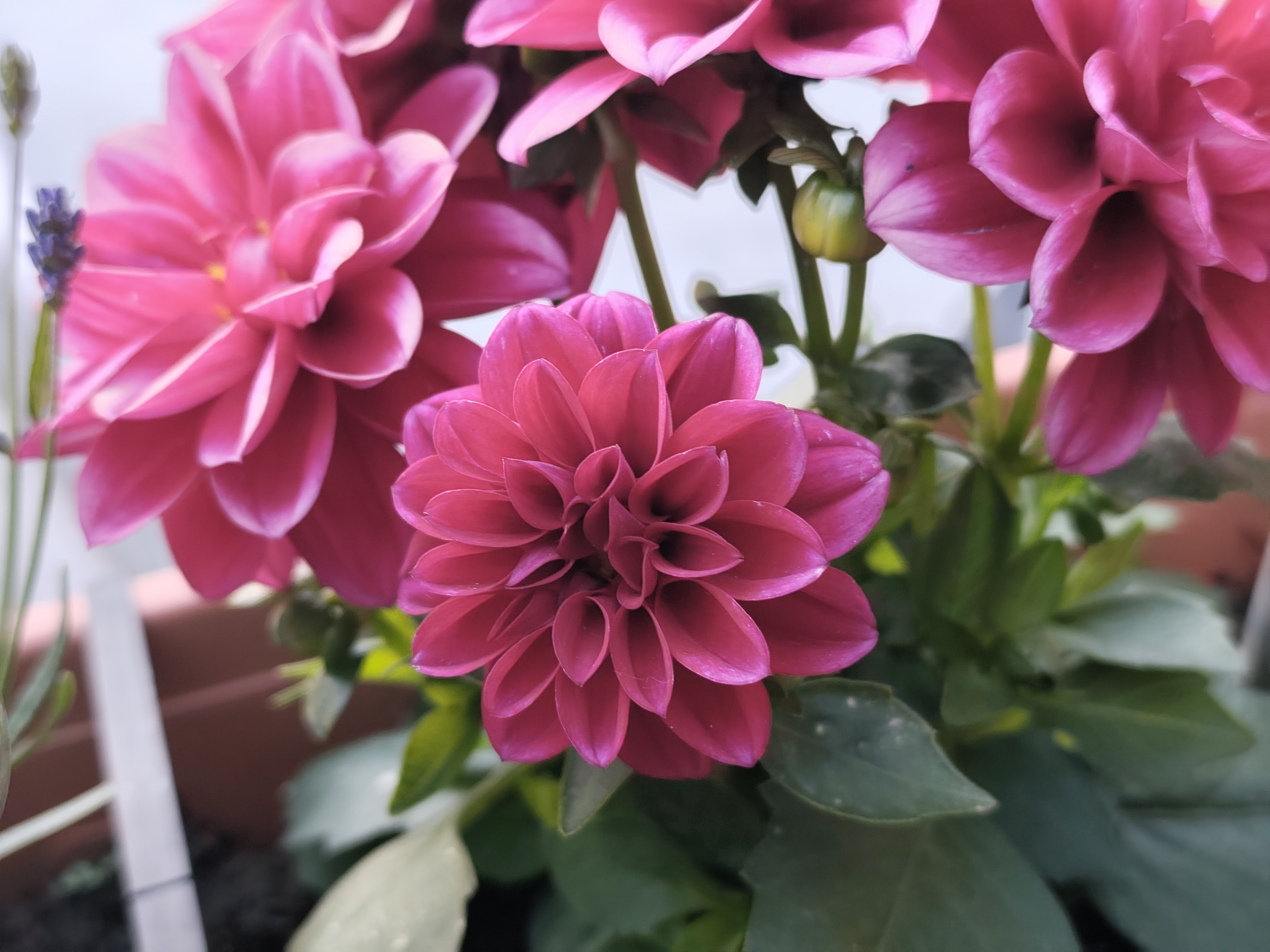 Blume
